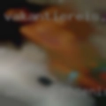 Swinger Phoenix